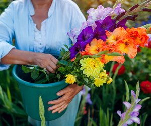 Nachgefragt: Wann blühen eigentlich Gladiolen?