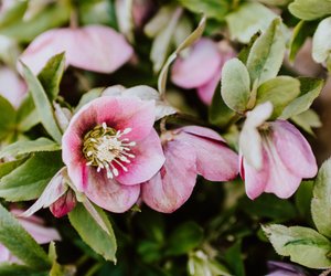 Ist Lenzrose giftig für Kinder und Haustiere? Sicher im Garten