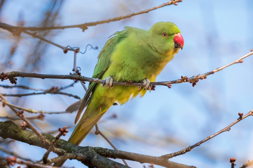 Halsbandsittich, auch kleiner Alexandersittich Psittacula krameri im Kölnder Stadtteil Nippes . Hier handelt es sich um ein Weibchen. *** Collared parakeet, also known as small Alexander s parakeet Psittacula krameri in the Nippes district of Cologne. This is a female. Nordrhein-Westfalen Deutschland, Germany GMS18927 Halsbandsittich, auch kleiner Alexandersittich Psittacula krameri im Kölnder Stadtteil Nippes . Hier handelt es sich um ein Weibchen. *** Collared parakeet, also known as small Alexander s parakeet Psittacula krameri in the Nippes district of Cologne. This is a female. Nordrhein-Westfalen Deutschland, Germany GMS18927