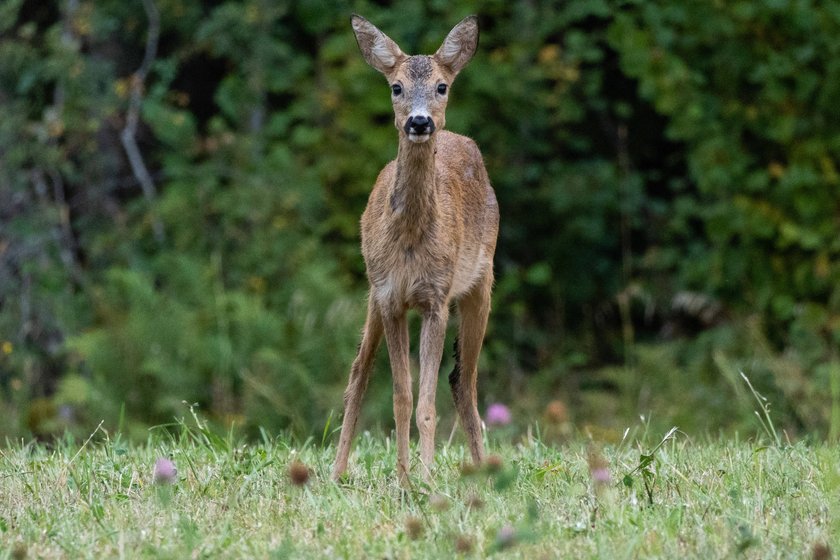 Reh steht auf Wiese, schaut in die Kamera