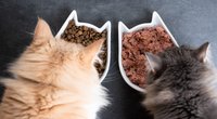 Katzenfutter-Test: Die Nass- & Trockenfutter-Sieger bei Stiftung Warentest & Öko-Test