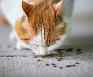 Dürfen Katzen Kartoffeln essen? Beachte diese Umstände