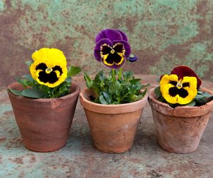 Blütezeit Stiefmütterchen: Wann blühen die Pflanzen eigentlich?