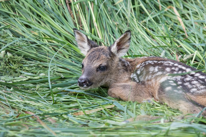 Rehkitz im Gras