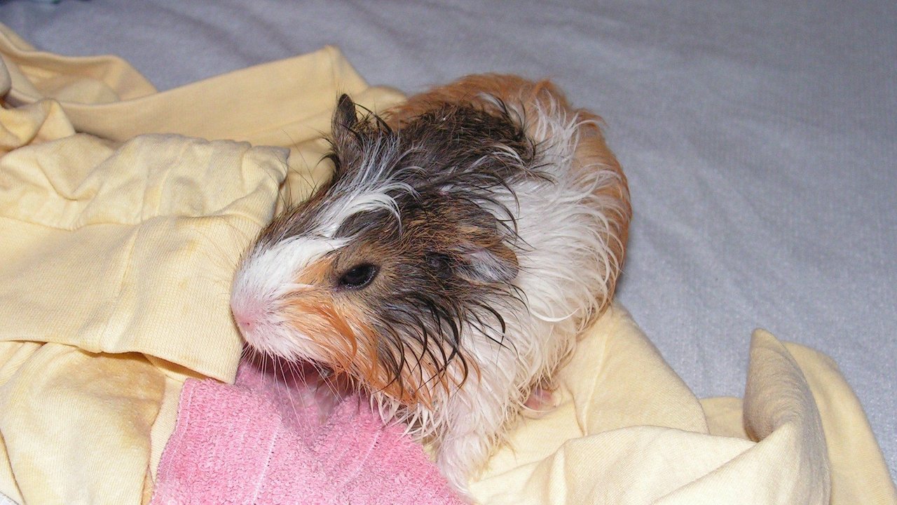 Meerschweinchen sind keine Wasserratten. Baden bedeutet für sie Stress. Meerschweinchen sind keine Wasserratten. Baden bedeutet für sie Stress.