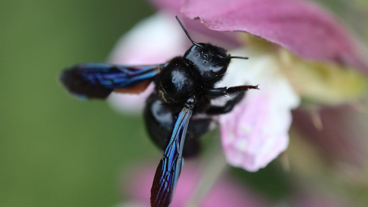 Die Flügel der Schwarzen Holzbiene schillern blau.