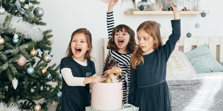 Hund schenken: Haustier unter dem Weihnachtsbaum? Hund schenken: Haustier unter dem Weihnachtsbaum?