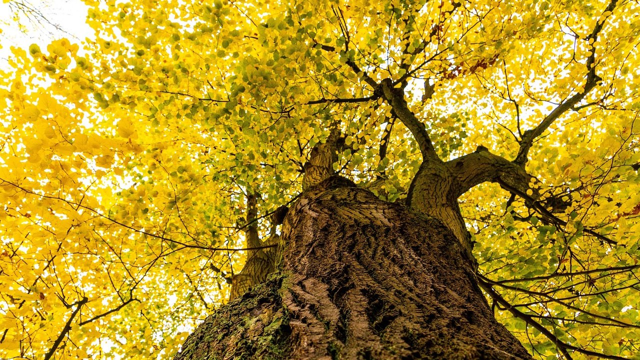 Ein blühender Lindenbaum: Naturwunder in voller Pracht. Ein blühender Lindenbaum: Naturwunder in voller Pracht.