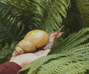 Was sind Weichtiere und welche Tiere gehören dazu?