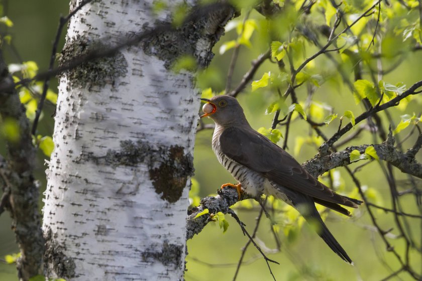Der Mongolen-Kuckuck ist wirklich clever. Der Mongolen-Kuckuck ist wirklich clever.
