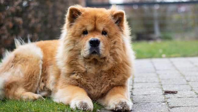 Chow Chow Chow Chow