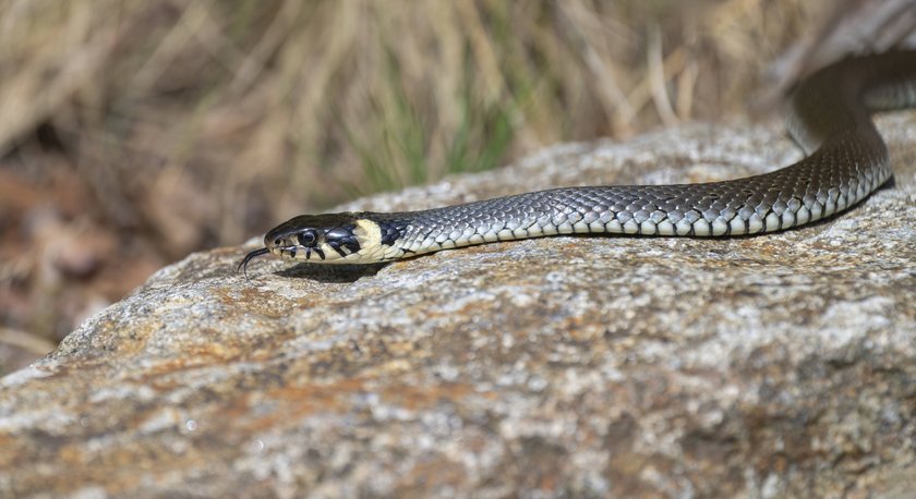 Ringelnatter oder Kreuzotter – welche Schlange ist das? Ringelnatter oder Kreuzotter – welche Schlange ist das?