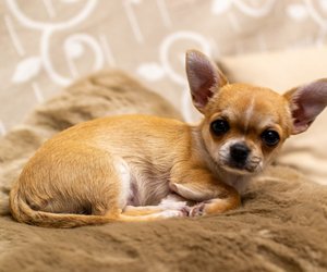 Tiere mit „C“ – Kennst du sie alle?