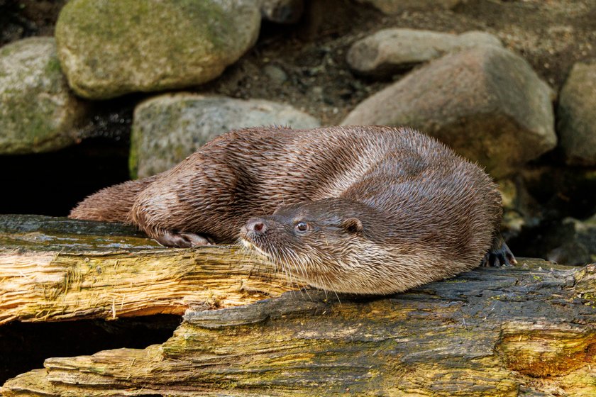 Auch der Europäische Fischotter gehört zu den Mardern. Auch der Europäische Fischotter gehört zu den Mardern.