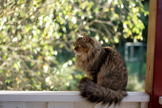 the cat saw something the cat saw something