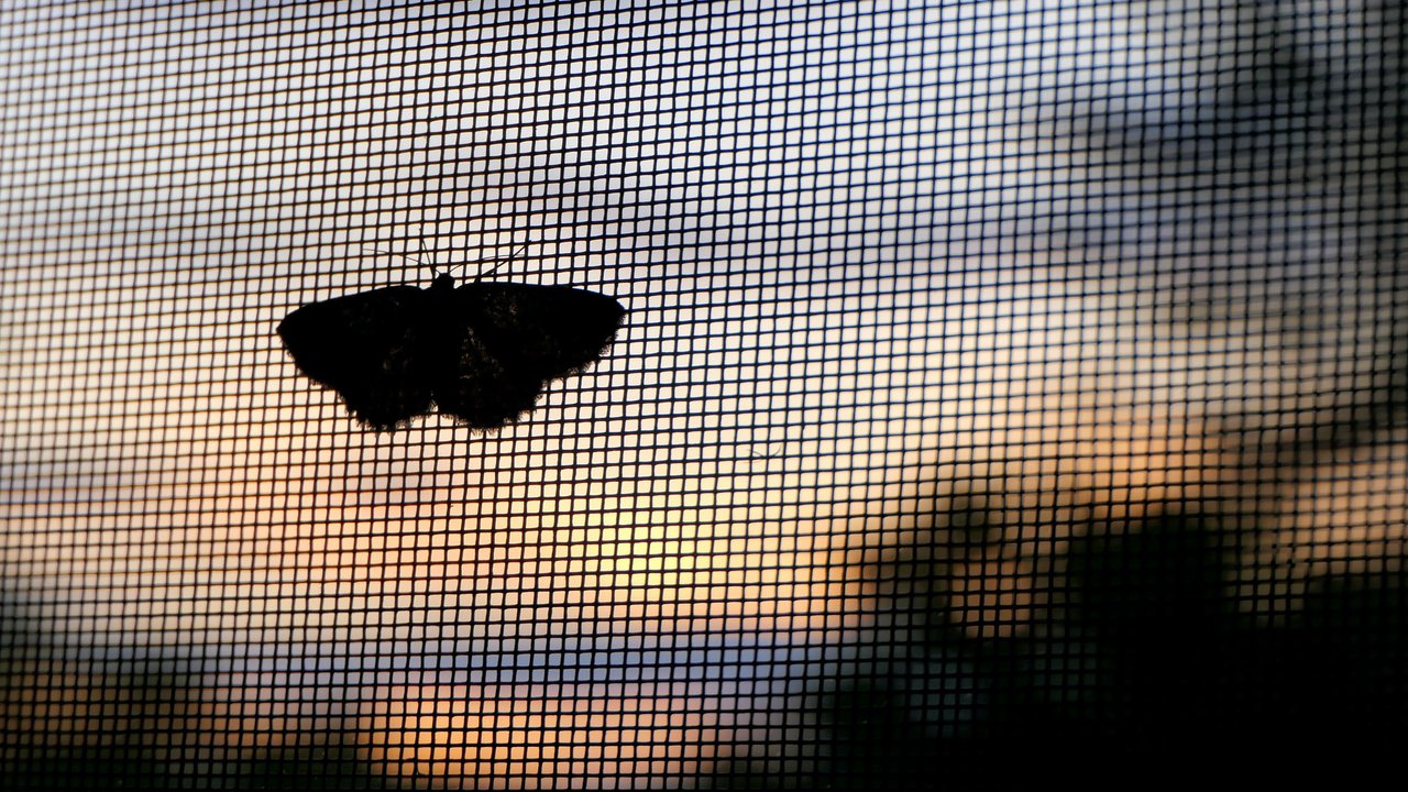 Fliegengitter anbringen — so bleiben Insekten draußen Fliegengitter anbringen — so bleiben Insekten draußen