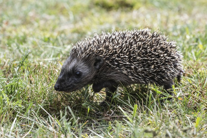 Junger Igel Erinaceus europaeus, Emsland, Niedersachsen, Deutschland Young hedgehog Erinaceus europaeus, Emsland, Lower Saxony, Germany Copyright: imageBROKER/ErhardxNerger ibxenh14842607.jpg Bitte beachten Sie die gesetzlichen Bestimmungen des deutschen Urheberrechtes hinsichtlich der Namensnennung des Fotografen im direkten Umfeld der Veröffentlichung Junger Igel Erinaceus europaeus, Emsland, Niedersachsen, Deutschland Young hedgehog Erinaceus europaeus, Emsland, Lower Saxony, Germany Copyright: imageBROKER/ErhardxNerger ibxenh14842607.jpg Bitte beachten Sie die gesetzlichen Bestimmungen des deutschen Urheberrechtes hinsichtlich der Namensnennung des Fotografen im direkten Umfeld der Veröffentlichung