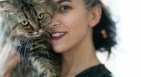 Diese 3 Katzenrassen sind besonders verschmust