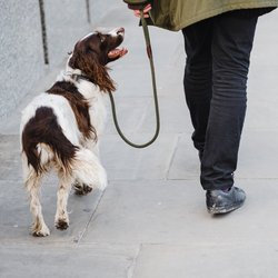 Fehler bei der Hundeerziehung: Diese fünf No-Gos solltest du kennen