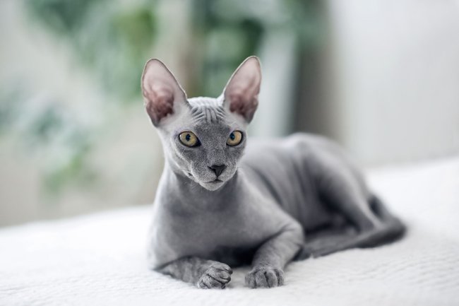 Sphynx Sphynx
