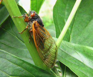 Was sind Zikaden? Infos über die spannenden Insekten