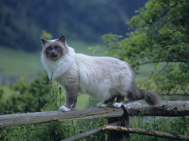 Birmakatze, Birma-Katze, Heilige Birma Felis silvestris f. catus, steht auf einem Holzzaun Sacred Cat of Birma, Birman Felis silvestris f. catus, standing on wooden fence BLWS259193 Birmakatze, Birma-Katze, Heilige Birma Felis silvestris f. catus, steht auf einem Holzzaun Sacred Cat of Birma, Birman Felis silvestris f. catus, standing on wooden fence BLWS259193