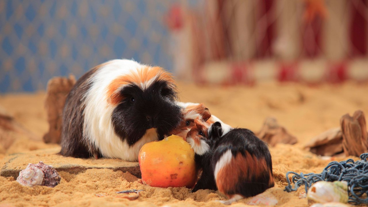 Wenn es Futter gibt, sind Meerschweinchen direkt zur Stelle. Wenn es Futter gibt, sind Meerschweinchen direkt zur Stelle.