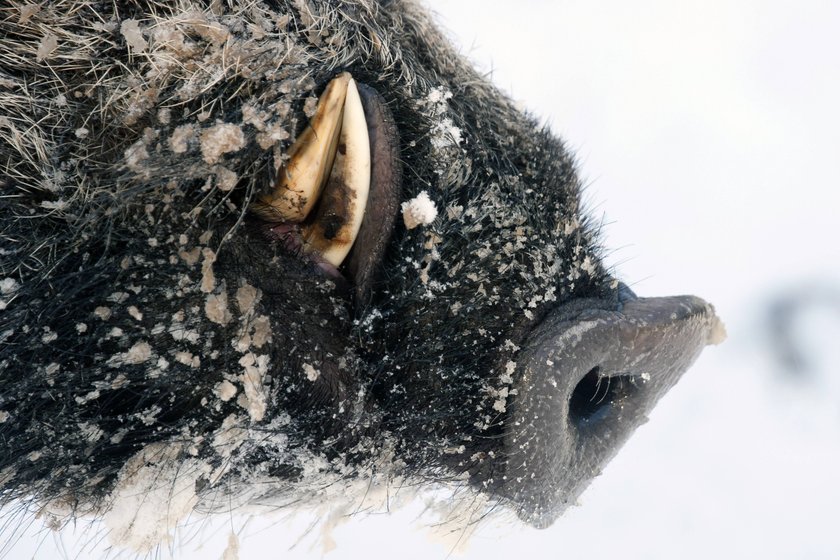 Schnauze eines Wildschweins mit Hauer Schnauze eines Wildschweins mit Hauer