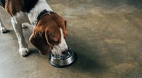 Mit diesem Gadget bleibt es um den Hundenapf kleckerfrei