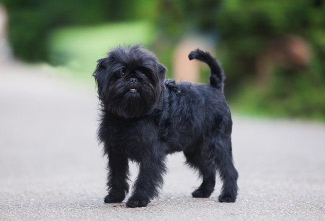 Ein Affenpinscher steht im Park und schaut in die Kamera. Ein Affenpinscher steht im Park und schaut in die Kamera.
