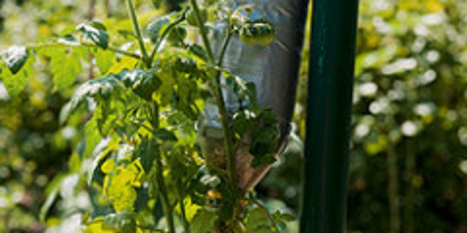 Tomaten pflanzen: kopfüber und kinderleicht Tomaten pflanzen: kopfüber und kinderleicht