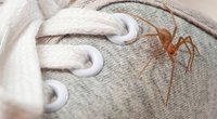 Mit diesem Gadget musst du keine Angst mehr vor Spinnen in der Wohnung haben