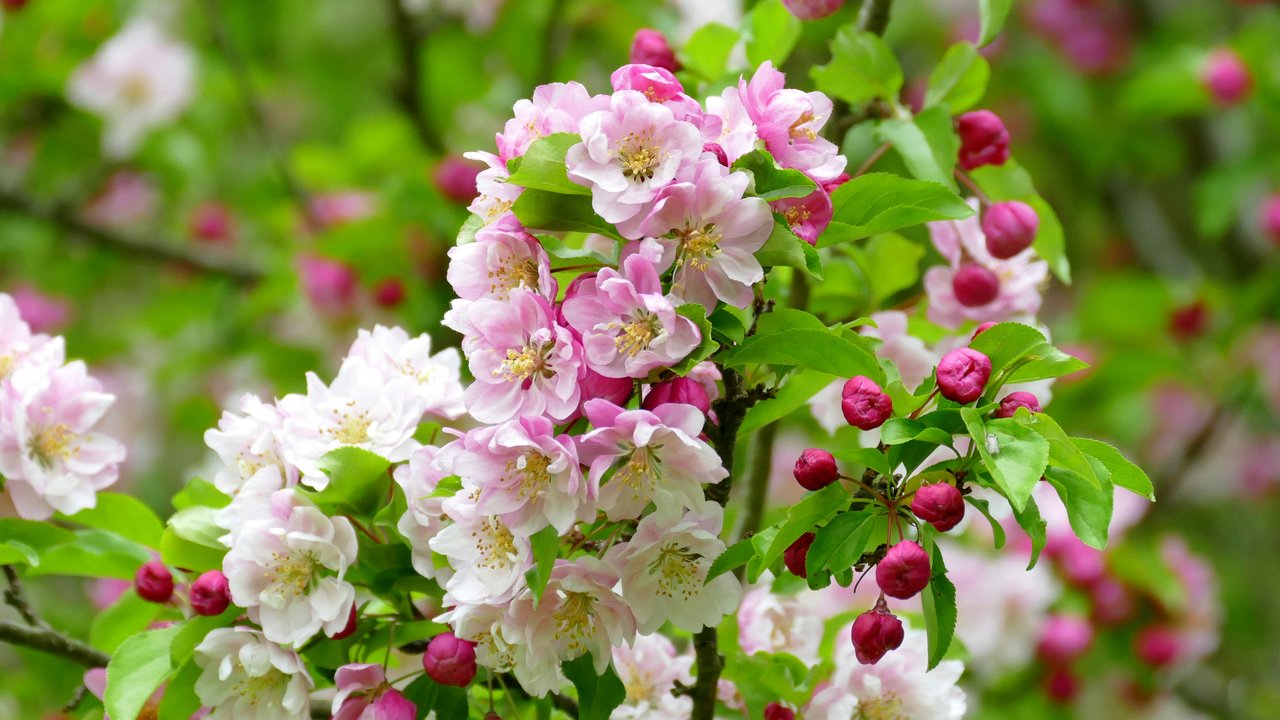 Die Blüten des Apfelbaums sind ein optisches Highlight.