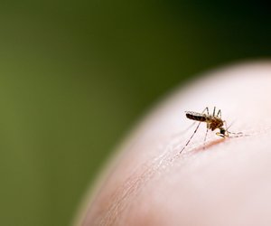 Hausmittel gegen Mückenstiche: So hört der Juckreiz auf