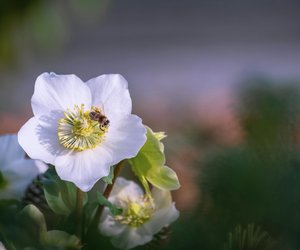 Ist die Christrose giftig? Sie ist gefährlich schön.