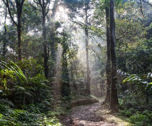 Naturwunder pur: Das ist der größte Wald der Welt