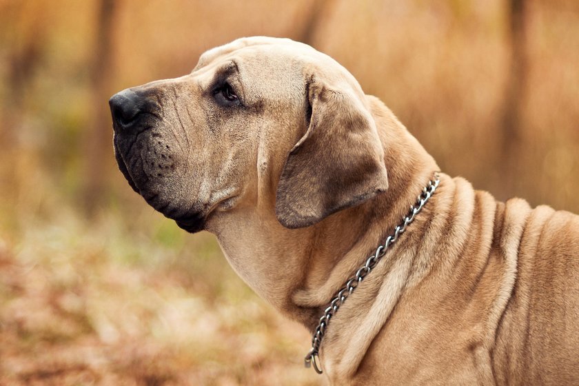 Fila Brasileiro
