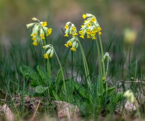 Schlüsselblume giftig: Kann sie für Kinder gefährlich sein?
