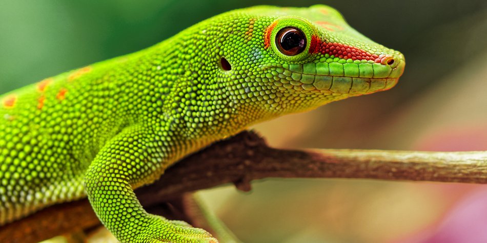 Wo leben Geckos? Die Heimat der uralten Reptilien Wo leben Geckos? Die Heimat der uralten Reptilien