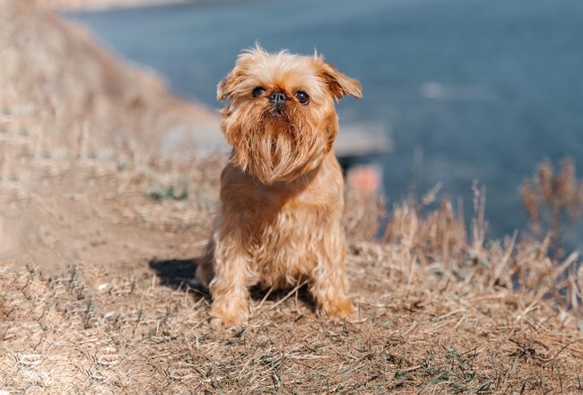 Ein Brüsseler Griffon sitzt und schaut in die Kamera. Ein Brüsseler Griffon sitzt und schaut in die Kamera.