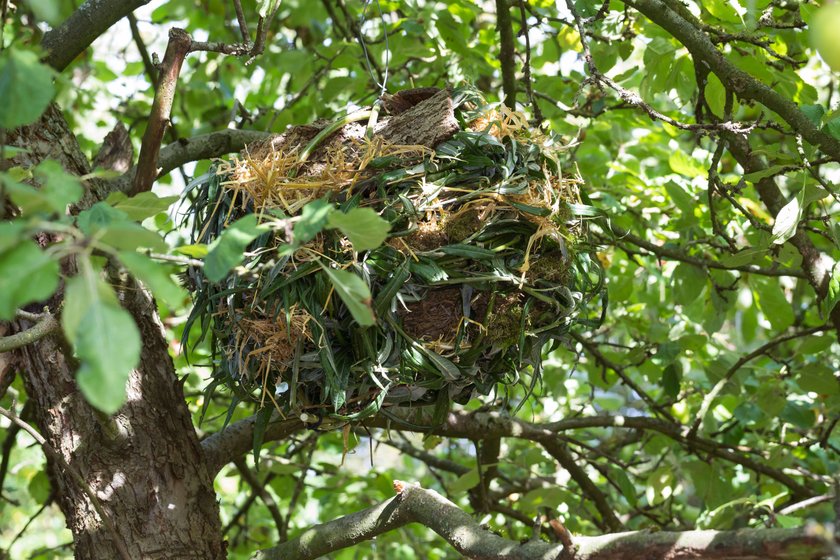 Nistkugel eines Eichhörnchens in einem Baum Nistkugel eines Eichhörnchens in einem Baum