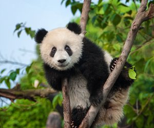 Wo leben Pandas? Die Heimat der großen schwarz-weißen Bären