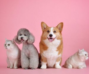 Dürfen Hunde Brötchen essen? Darauf kommt es an