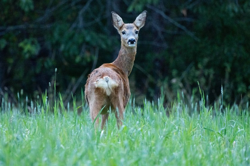 Ein einzelnes Reh auf einer Wiese
