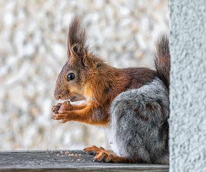 Was fressen Eichhörnchen? Futter-Tipps für das Nagetier
