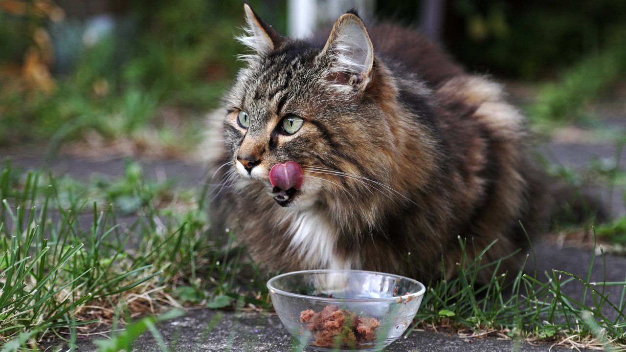 Es gibt einige Gemüsesorten, die du bedenkenlos unter das Futter mischen kannst. Es gibt einige Gemüsesorten, die du bedenkenlos unter das Futter mischen kannst.