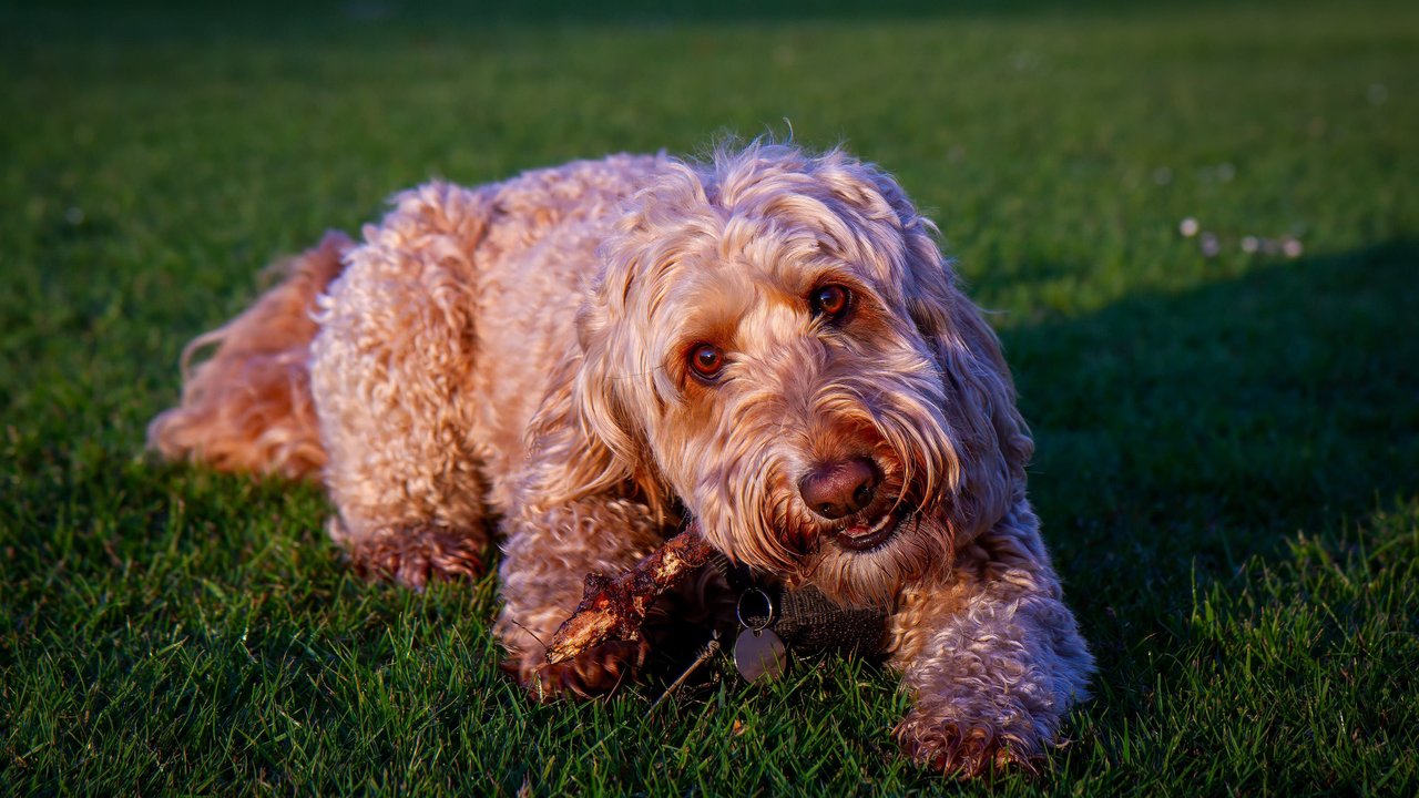 Wenn dein Hund ab und an Gras frisst, ist das völlig in Ordnung. Wenn dein Hund ab und an Gras frisst, ist das völlig in Ordnung.