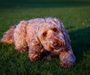 Dürfen Hunde Gras fressen oder ist es bedenklich?