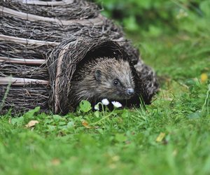 Wie lange leben Igel? Dieses Alter können sie erreichen