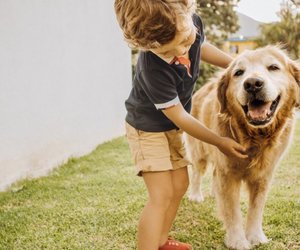 Für Hunde: Diese 8 simplen Tricks helfen deinem tierischen Freund beim Abkühlen